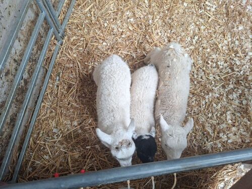 3 MIXED BREED RAM LAMBS - BIDS PER LIFE