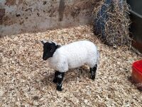 3 MIXED BREED RAM LAMBS - BIDS PER LIFE - 2