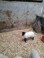 3 MIXED BREED RAM LAMBS - BIDS PER LIFE - 7