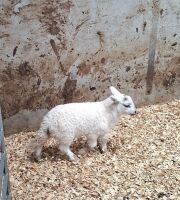 3 MIXED BREED RAM LAMBS - BIDS PER LIFE - 8