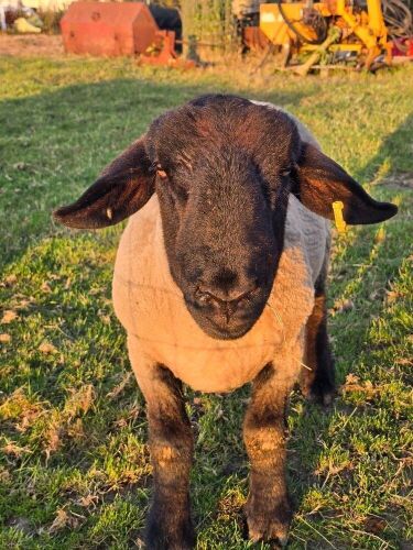 15MO PEDIGREE SUFFOLK RAM