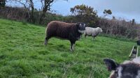 2YO BADGER FACED TEXEL RAM - 2