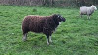 2YO BADGER FACED TEXEL RAM - 4