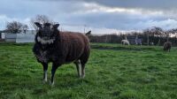 2YO BADGER FACED TEXEL RAM - 5