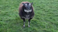 2YO BADGER FACED TEXEL RAM - 7