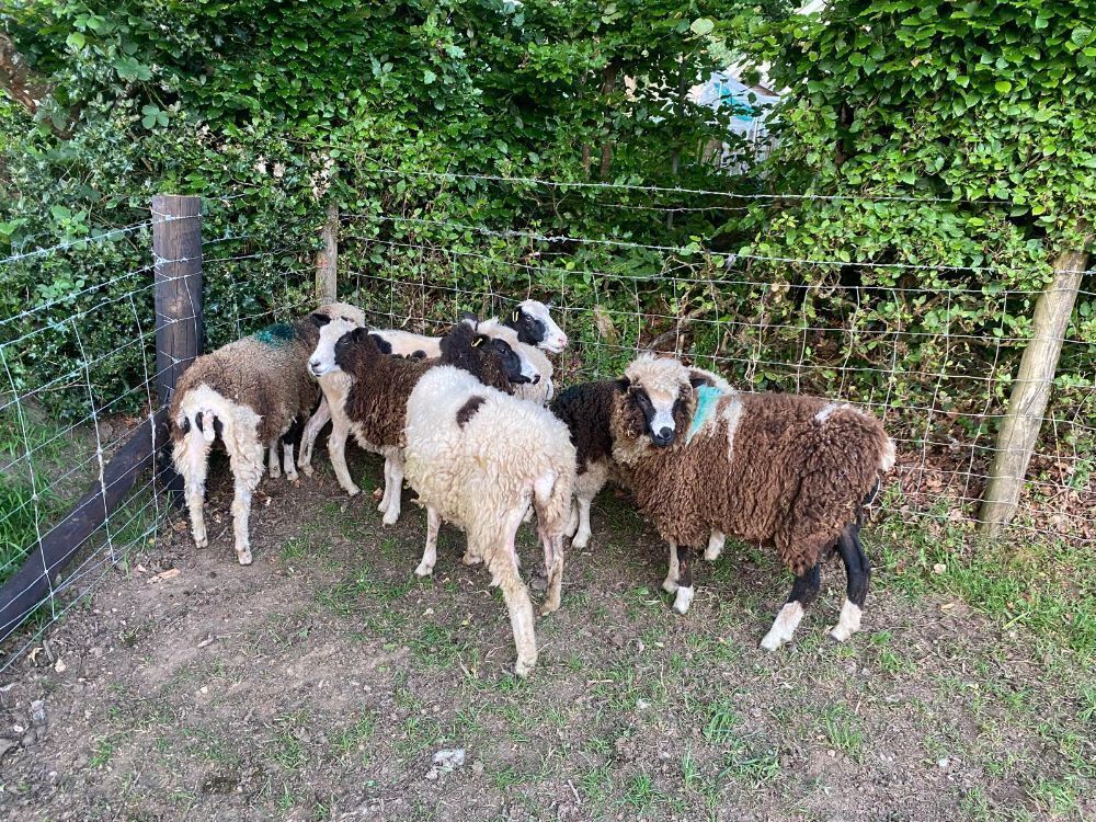 6 JACOB X DORSET EWES - BIDS PER LIFE