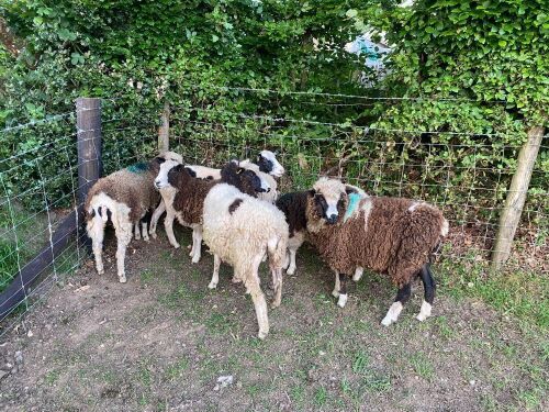 6 JACOB X DORSET EWES - BIDS PER LIFE