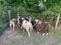6 JACOB X DORSET EWES - BIDS PER LIFE