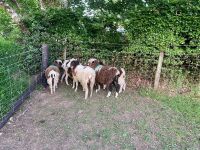 6 JACOB X DORSET EWES - BIDS PER LIFE - 3