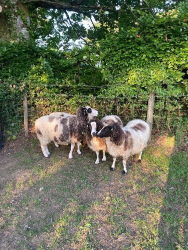 4 JACOB X DORSET EWES - BIDS PER LIFE