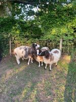 4 JACOB X DORSET EWES - BIDS PER LIFE