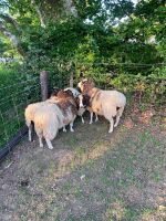 4 JACOB X DORSET EWES - BIDS PER LIFE - 2
