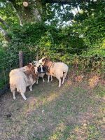 4 JACOB X DORSET EWES - BIDS PER LIFE - 3