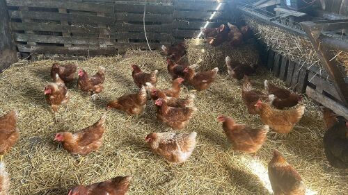 6 LOHMANN BROWN POL HENS - BIDS PER LIFE
