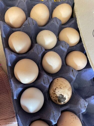 6 MILLEFLEUR PEKIN BANTAM EGGS - BIDS FOR THE GROUP