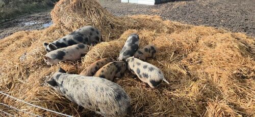 2 JULIANA X MINI KUNE KUNE BARROW PIGS - BIDS PER LIFE