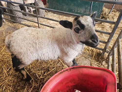2MO BADGER FACE WELSH MOUNTAIN WETHER