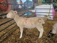 2MO POLL DORSET WETHER LAMB