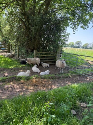 6 MIXED BREED EWES WITH 10 MIXED BREED LAMBS - BIDS FOR THE GROUP