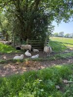 6 MIXED BREED EWES WITH 10 MIXED BREED LAMBS - BIDS FOR THE GROUP