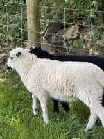 6 MIXED BREED EWES WITH 10 MIXED BREED LAMBS - BIDS FOR THE GROUP - 2