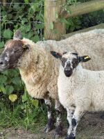 6 MIXED BREED EWES WITH 10 MIXED BREED LAMBS - BIDS FOR THE GROUP - 3