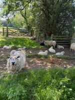 6 MIXED BREED EWES WITH 10 MIXED BREED LAMBS - BIDS FOR THE GROUP - 4