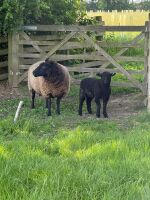 6 MIXED BREED EWES WITH 10 MIXED BREED LAMBS - BIDS FOR THE GROUP - 5
