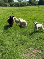 6 MIXED BREED EWES WITH 10 MIXED BREED LAMBS - BIDS FOR THE GROUP - 6