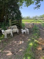 6 MIXED BREED EWES WITH 10 MIXED BREED LAMBS - BIDS FOR THE GROUP - 7