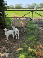 6 MIXED BREED EWES WITH 10 MIXED BREED LAMBS - BIDS FOR THE GROUP - 8