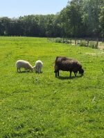 6 MIXED BREED EWES WITH 10 MIXED BREED LAMBS - BIDS FOR THE GROUP - 9