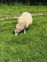 6 MIXED BREED EWES WITH 10 MIXED BREED LAMBS - BIDS FOR THE GROUP - 10