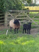 6 MIXED BREED EWES WITH 10 MIXED BREED LAMBS - BIDS FOR THE GROUP - 13