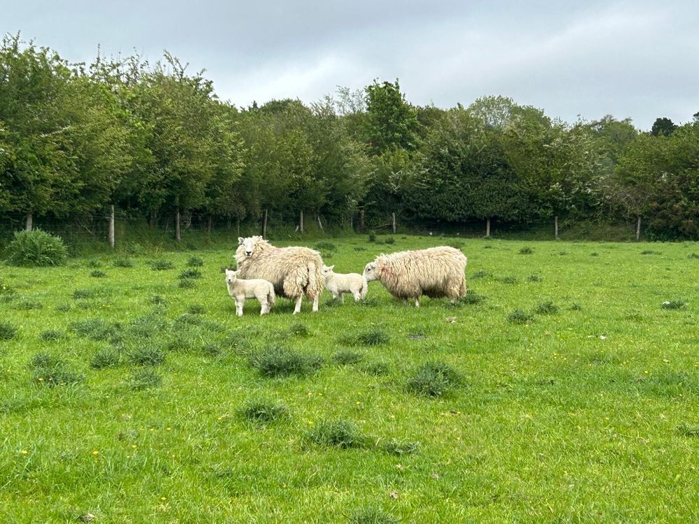 2 CHEVIOT X HOGGS & LAMBS - BIDS PER LIFE