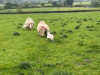 2 CHEVIOT X HOGGS & LAMBS - BIDS PER LIFE - 2