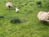 2 CHEVIOT X HOGGS & LAMBS - BIDS PER LIFE - 4