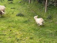 2 CHEVIOT X HOGGS & LAMBS - BIDS PER LIFE - 5