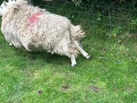 2 CHEVIOT X HOGGS & LAMBS - BIDS PER LIFE - 6