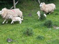 2 CHEVIOT X HOGGS & LAMBS - BIDS PER LIFE - 7