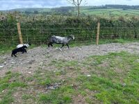 2 CHEVIOT X HOGGS & LAMBS - BIDS PER LIFE - 8