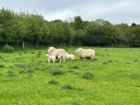 2 CHEVIOT X HOGGS & LAMBS - BIDS PER LIFE - 10