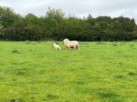 2 CHEVIOT X HOGGS & LAMBS - BIDS PER LIFE - 13