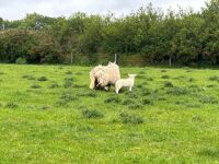 2 CHEVIOT X HOGGS & LAMBS - BIDS PER LIFE - 15