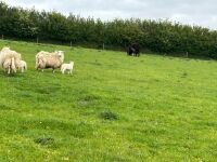 2 CHEVIOT X HOGGS & LAMBS - BIDS PER LIFE - 16