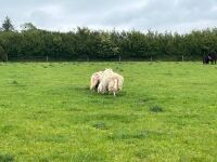 2 CHEVIOT X HOGGS & LAMBS - BIDS PER LIFE - 17
