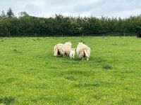 2 CHEVIOT X HOGGS & LAMBS - BIDS PER LIFE - 18
