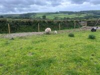2 CHEVIOT X HOGGS & LAMBS - BIDS PER LIFE - 19