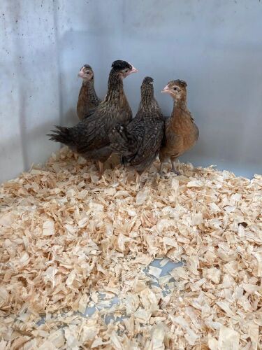 4 CREAM LEGBAR PULLETS - BIDS PER LIFE
