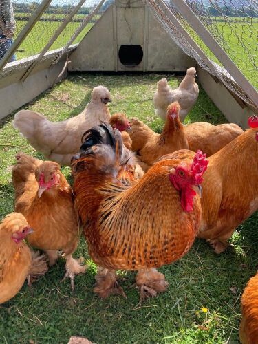BREEDING PAIR OF BUFF PEKIN X SILKIE - BIDS PER LIFE